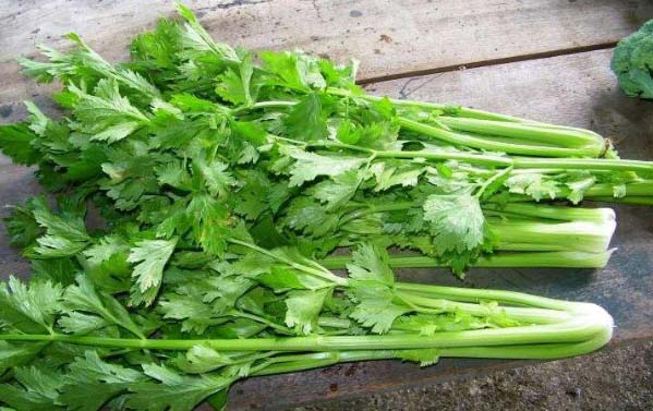 Trà Thảo Dược Cần Tây Giải Độc Cơ Thể Và Giảm Cân Hiệu Quả 2 che-do-an-kieng-bang-can-tay